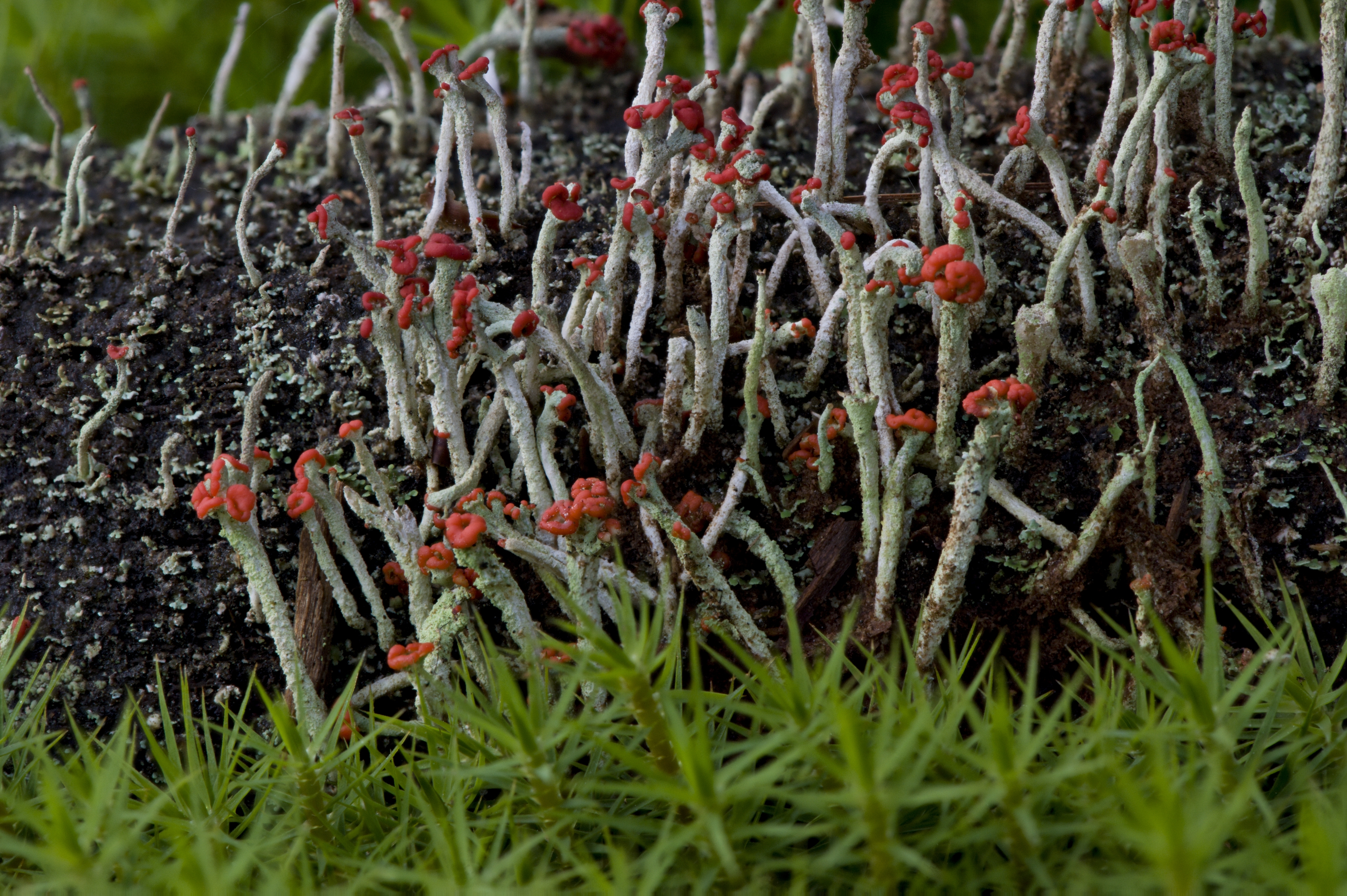 Rotfrüchtige Säulenflechte, Cladonia macilenta