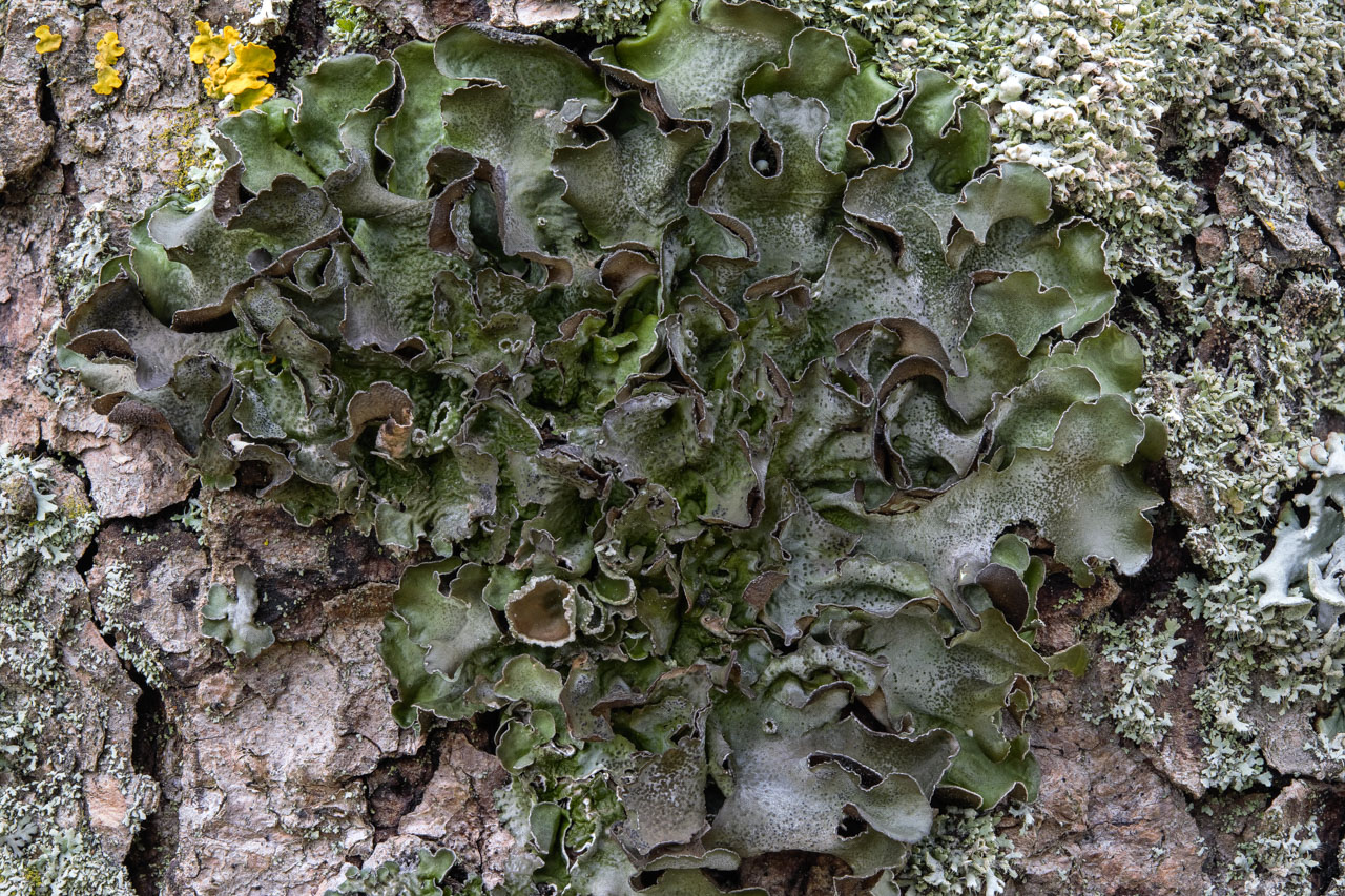 Essigflechte,Laubflechte, Parmelia acetabulum,