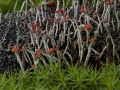 Rotfrüchtige Säulenflechte, Cladonia macilenta