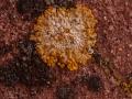 Trügerischer Schönfleck, Caloplaca decipiens