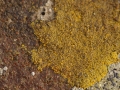 Krustenflechten, Caloplaca pyracea (rotbraun) u. Candelariella aurella (Gelb)