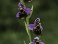 Ophrys holoserica  Hummel - Ragwurz