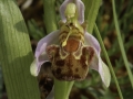 Ophrys apifera  Bienen - Ragwurz