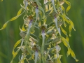 Himantoglossum hircinum, Bocks - Riemenzunge