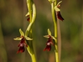 Ophrys insectifera  Fliegen - Ragwurz