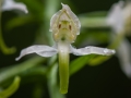 Grünliche Waldhyazinde          Platanthera chloranta