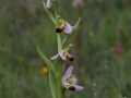 Ophrys apifera var. bicolor, Zweifarbige Varietät
