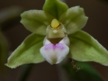 Epipactis viridiflora  Violette Stendelwurz,