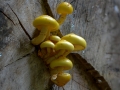 Goldfell- Schüppling Pholiota aurivellus
