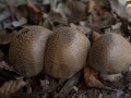 Perlpilz, Amanita rubescens