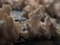 Ästiger Stachelbart, Hericium coralloides