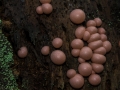 Blutmilchpilz, Lycogala epidendron