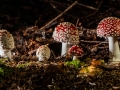 Roter Fliegenpilz, Amanita muscaria