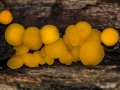 Zitronengelbes Reisigbecherchen, Bisporella citrina