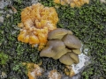 Orangroter Kammpilz Panellus serotinus,  Gelbstieliger Muschelseitling Plebia radiata (1 von 1)