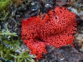 Arcyria ferruginea, Nasswald, Neuwirtshauser Forst, Schleimpilz